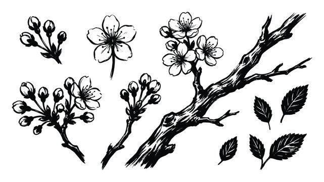 Set of black cherry blossom branch with leaves isolated on transparent background