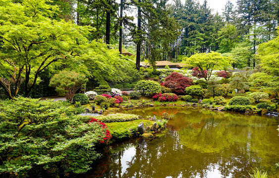 Strolling Pond Garden in Spring Bloom at the Portland Japanese Garden