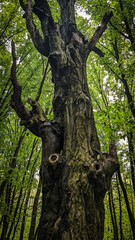 Obraz premium Ancient old tree trunk with powerful gnarled bark standing prominently in the middle of a dense green summer forest, capturing mysterious natural beauty and wild ecology concept
