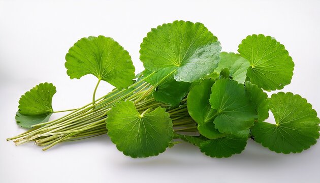 A Bunch Of Fresh Green Gotu Kola Leaves Isolated On Transparent Background