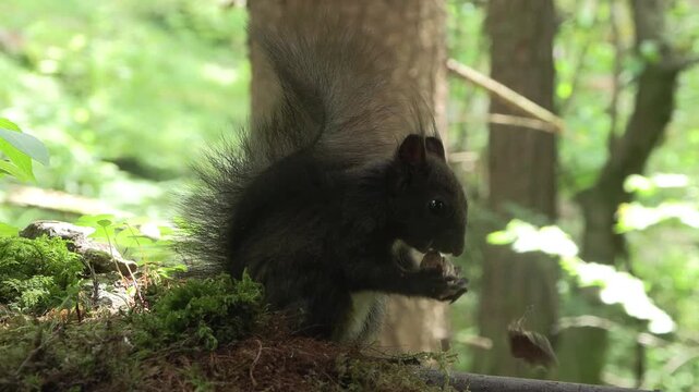 Scoiattolo rosso (Sciurus vulgaris) | Eurasian Red Squirrel Drinking and Eating Hazelnut and Chestnut 4K