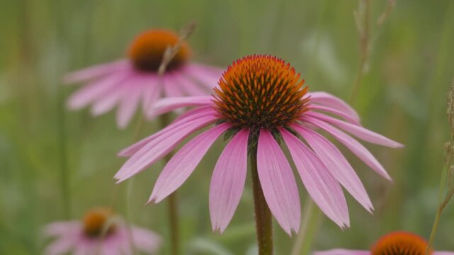 Closeup of a blooming pink coneflower in a garden.