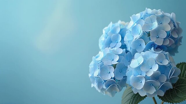 Closeup of a beautiful blue hydrangea flower with soft lighting.