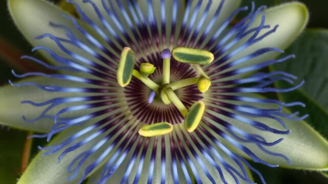 Closeup of a Passion Flower in Bloom.