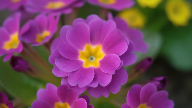 Closeup of a vibrant purple primrose flower with a yellow center.
