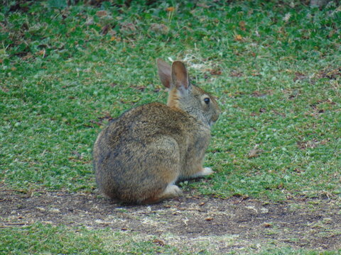 CONEJO