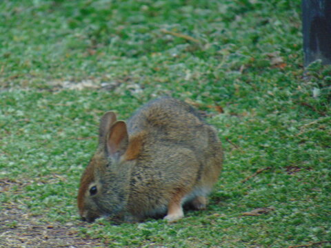 CONEJO
