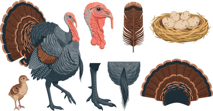Realistic Turkey Life Cycle and Anatomy Vector Illustration Set with Poult, Nest, Eggs, Feather, Head Closeup, Tail Fan, and Leg Elements for Biology Education