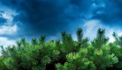 Naklejka premium Vibrant Green Spruce Boughs Contrast A Stormy Blue Sky Cold Background