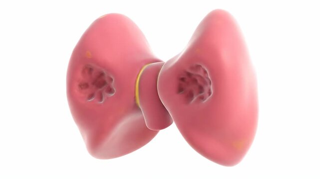 3D Anatomical Model of the Thyroid Gland with Iodine Highlights