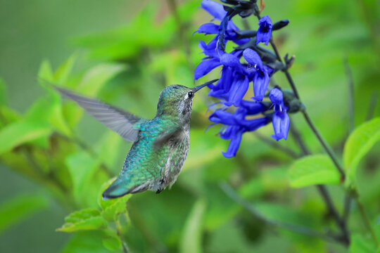 Flying Hummingbird with Flowers