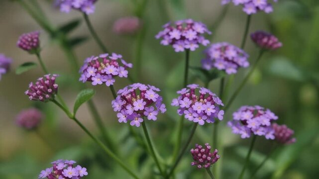 Closeup of purple verbena flowers in bloom 1.