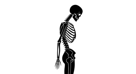 Skeleton profile stands in a stoic posture to illustrate human anatomy or medical concepts within a scientific presentation. © Mezzy