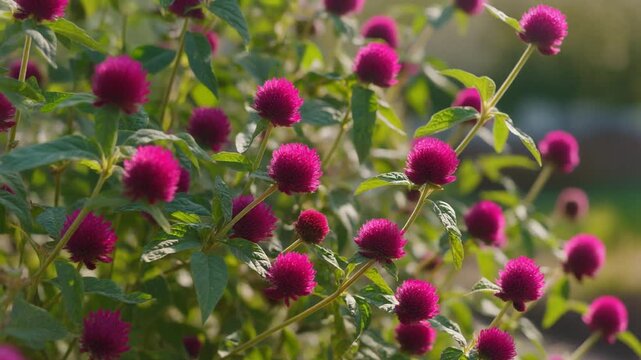 Closeup of Vibrant Purple Globe Amaranth Flowers in Bloom.