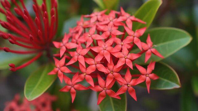 Closeup of vibrant red Ixora flowers blooming in a garden.