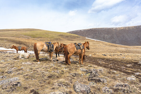 Group of Saddled Mongolian Horses Tethered on Rocky Alpine Plateau with Green Hills, Mongolian Altai
