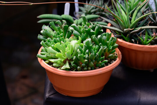 Potted succulent plant crassula ovata gollum with tubular leaves grows in orange terracotta flowerpot