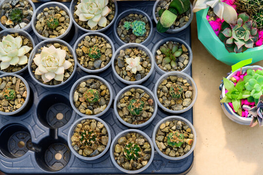 Top view of potted succulent plants and small cacti in plastic pots arranged in seedling tray at flower market