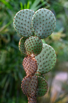 Potted cactus opuntia microdasys caress with round green pads and smooth touchable areoles grows in greenhouse