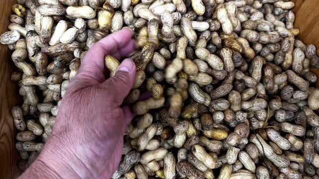 Slow motion top view of a mans hand running through a bin of fresh, raw peanuts, inspecting the quality of the recent harvest