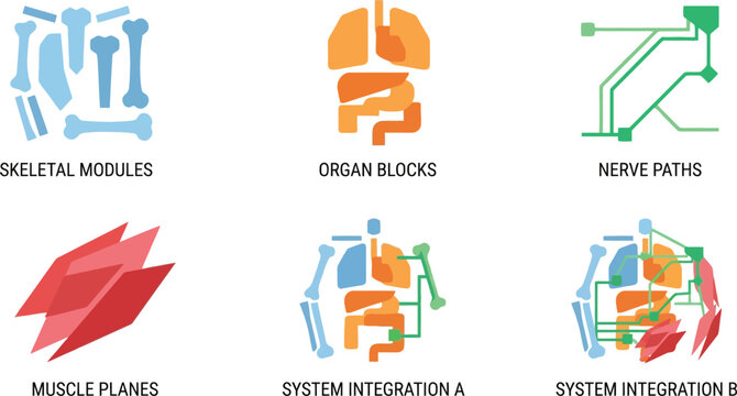 Set of medical and biological icons representing skeletal modules organ blocks nerve paths and muscle planes for science and health concepts flat vector illustration