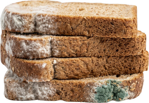 Stack of whole wheat bread slices showing visible white and green mold growth indicating spoilage and decay mould spoiled rotten food contamination unhealthy organic fungus