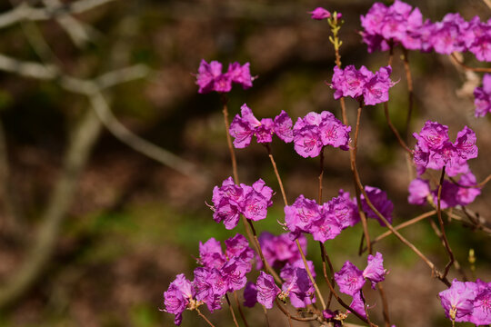 早春のエゾムラサキツツジの花