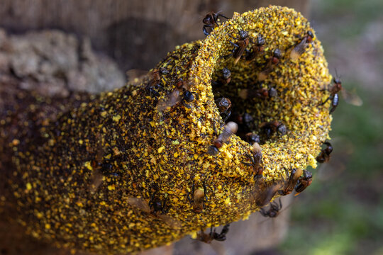 Thoracica Stingless bee hive entrances.