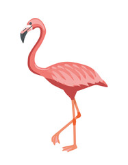 Obraz premium A pink flamingo bird in flat style on a white background, conveying themes of wildlife, grace and tropical beauty. Vector illustration