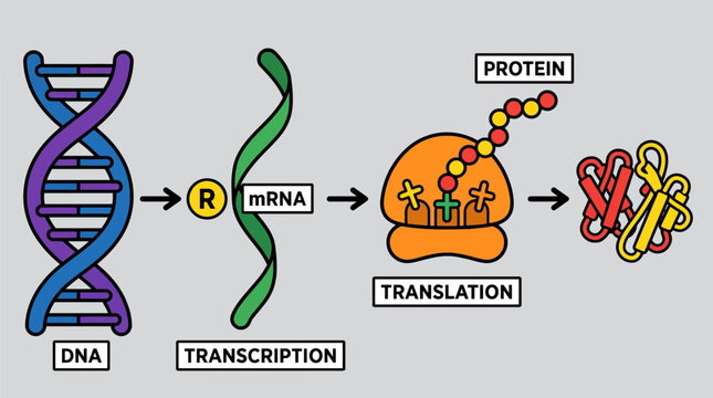 Gene Expression DNA to Protein Synthesis