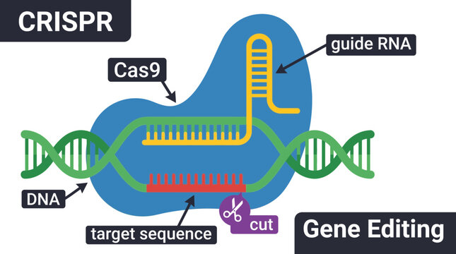 CRISPR Gene Editing Mechanism Illustration