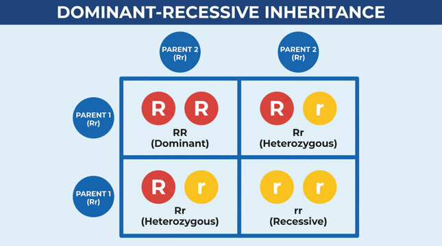 Punnett Square Dominant Recessive Inheritance