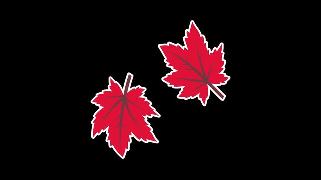 Seamless looping animation of two swinging red maple leaves for autumn and fall seasonal concepts. Flat style sticker design element isolated on transparent alpha channel background