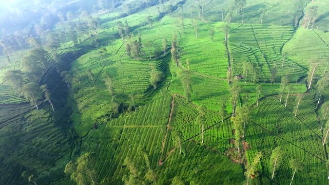 Mountain Tea Plantation in Lush Tropical Countryside