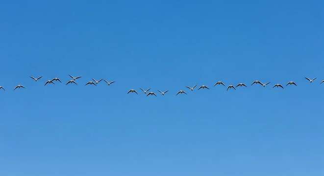 Aerial view of bird flock flying over ocean.