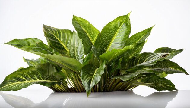 Asplenium Nidus Isolated On White Background