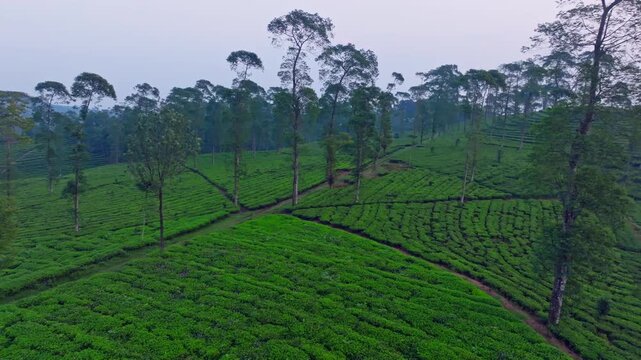 Scenic Mountain Tea Plantation in Tropical Environment