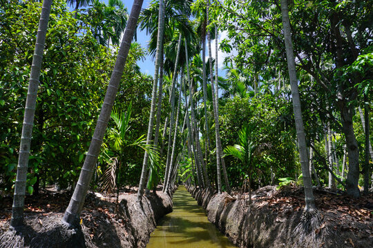 areca trees at groove canal