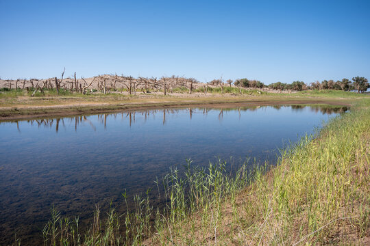 Withered populus euphratica with reflections on water, desert landscape, ejina, china 