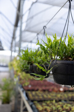 Black hanging planter pot is dangling in greenhouse with green leaves and seedling trays