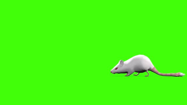 4k White albino house mouse with red eyes walk enter on the right side and exits on the left side, animation isolated on Green Screen, 3D mus musculus rodent mice walk rendering on the chroma key