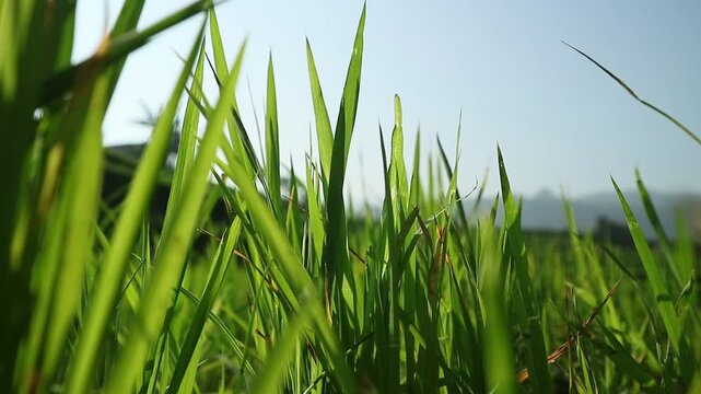 Morning nuances in newly planted rice fields