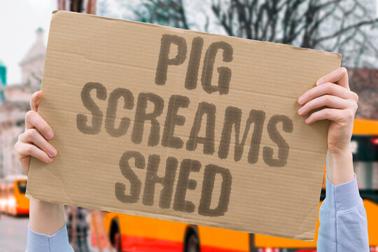 "Pig screams shed" Animal distress hidden from consumer. MEAT. INDUSTRY. CRUELTY. HIDDEN. FARM.