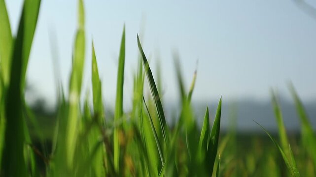 Morning nuances in newly planted rice fields