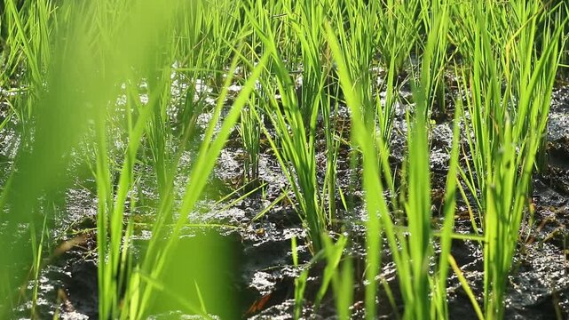 Morning nuances in newly planted rice fields