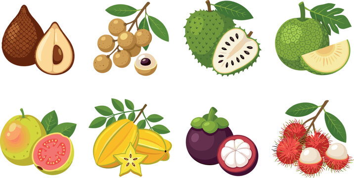 Exotic tropical fruit vector illustration set with salak longan soursop breadfruit guava starfruit mangosteen and rambutan icons
