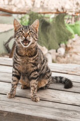 Fototapeta premium Tabby cat sitting on wooden floor with open mouth looking at camera