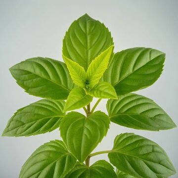 Young plant growth stage in leaf expansion phase showcasing early development of seed to plant life cycle for elementary science education and bota...