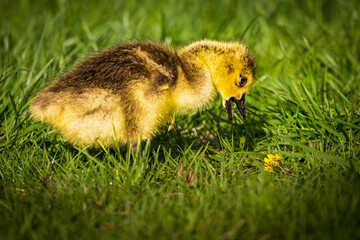 Curious Canada Goose Gosling Discovering a Yellow Dandelion, Hamilton, Ontario © Teresa