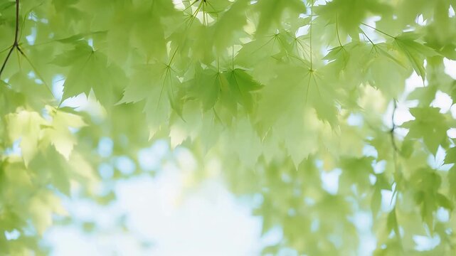Swirling Green Leaves in Soft Light: A Serene Nature View